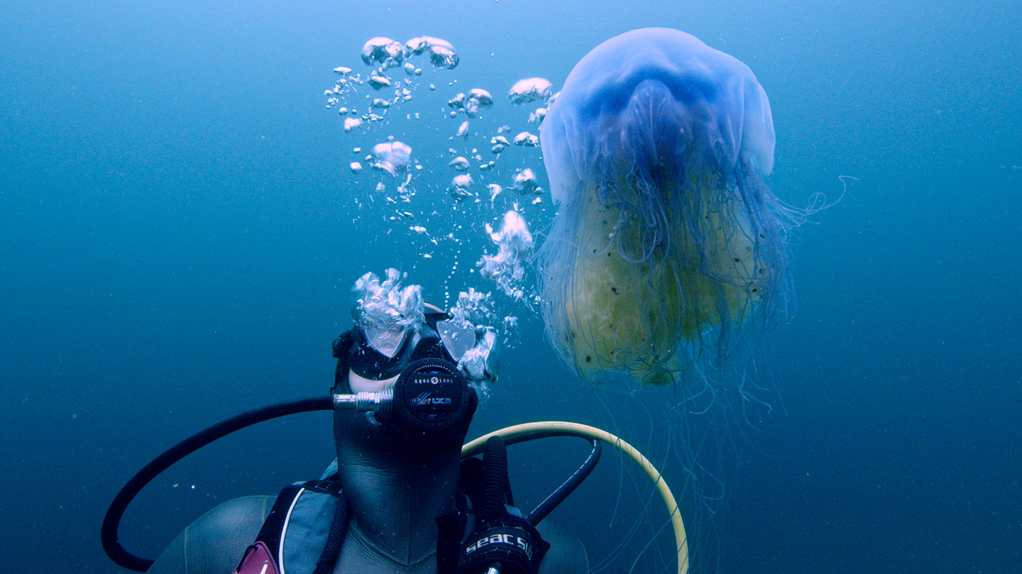 Plongée en mer d’Iroise